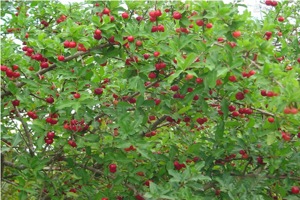 acerola-cerise-jus-fruit-bio-superfruit-antioxydant-naturel-complement-alimentaire-erection-os-dent-cancer-vitamine-c-sexuelle-plante-culture