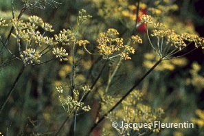 Jacques Fleurentin